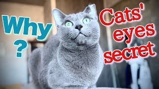 [Russian Blue] What is the tapetum in a cat's eyes? Looking into the details | Kotetsu cat