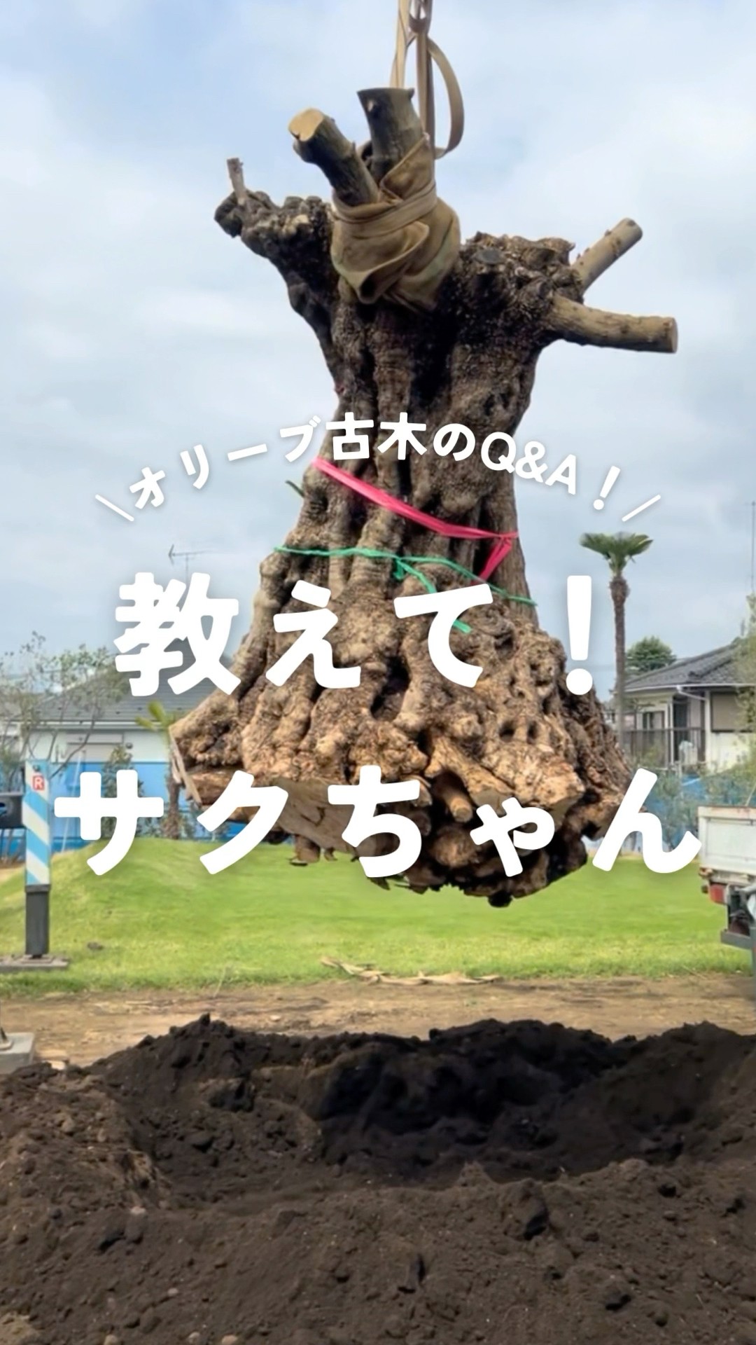 教えてサクちゃん！スペインオリーブ古木のQ&A#kimidorifarm #オリーブ