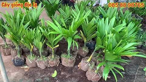 Cau lùn cây nhỡ thân mập cực đẹp và cách nhận biết cau lùn chuẩn giống // 085.88.98765