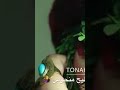 امانه قولو لنا ليش بخت المليح منحوس
