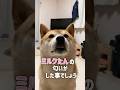 密会を謝罪 #柴犬 #犬 #柴犬こむぎ