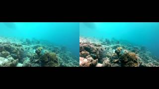 vReveal Comparision