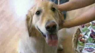 NorthPaws Veterinary Center