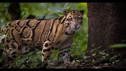 “Clouded Leopard: The Phantom of the Forest”