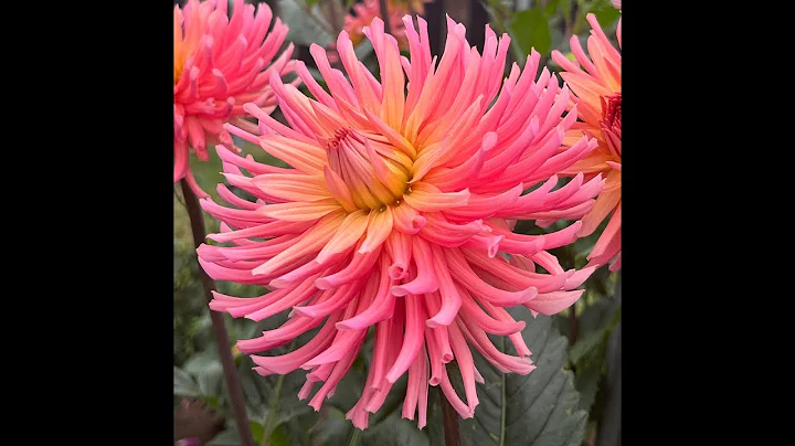 Highlights of the 2024 Canby DahliaTrial Garden