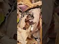 #땅찌만가닥버섯/식용버섯