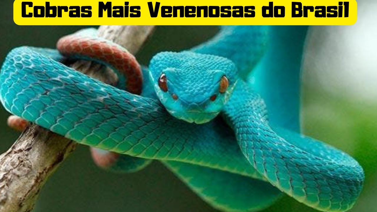 Cobras Mais Venenosas do Brasil