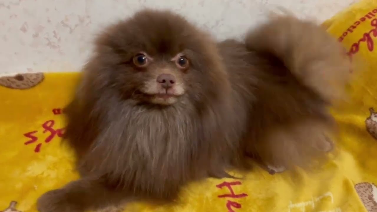 新潟県のポメラニアン 男の子 21 01 02生まれ チョコレート系 子犬id ブリーダーナビ