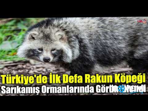 CORONAVİRÜS VE RAKUN KÖPEGİ!