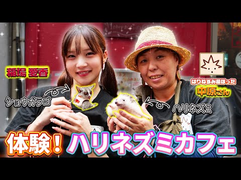 スイカ大好き♪小さな仲良しネズミ Aika Inaba plays with small animals! Collaboration with