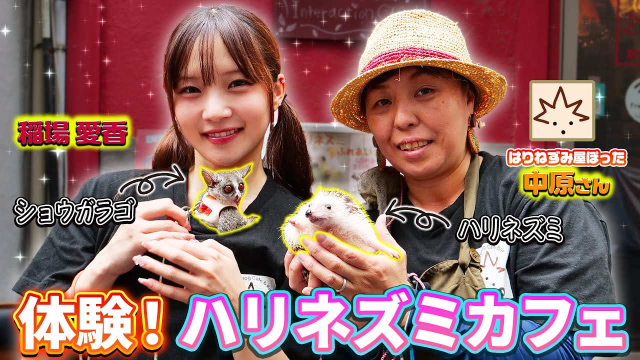 稲場愛香が小動物たちと戯れる！はりねずみ屋ぽったとコラボ！