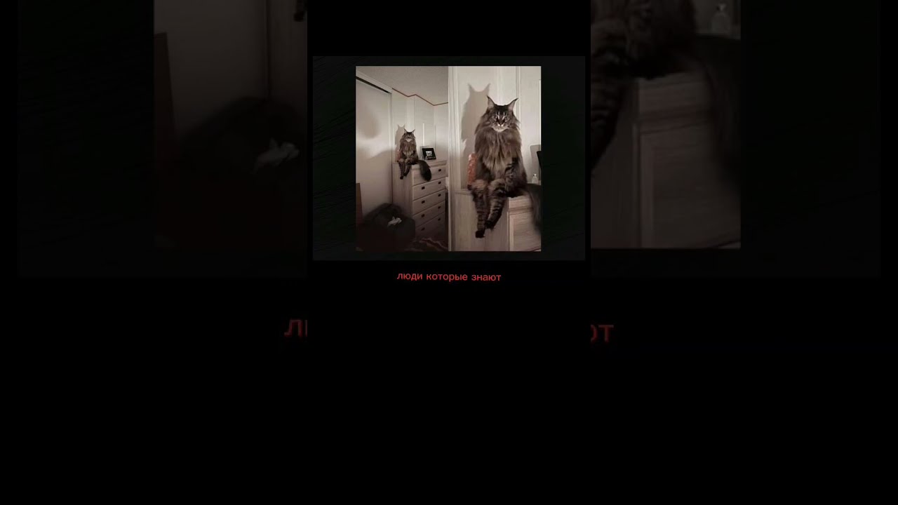 Скинволкер кот