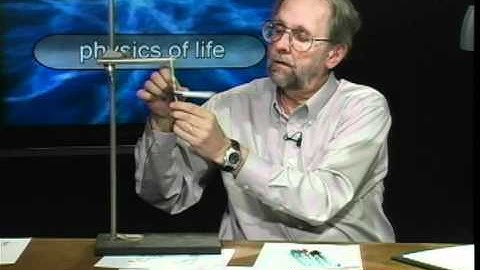 Physics of Life - Fun with Youngs Modulus