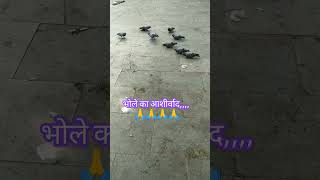 भल क आशरवद,,,,