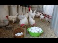 Folluklardan Yumurta Toplama (chicken egg collecting)