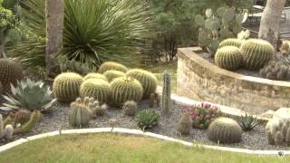 Dasylirions |Daphne Richards |Central Texas Gardener