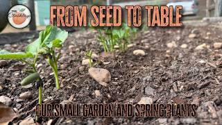 From SEED to TABLE- Our small garden and spring plants
