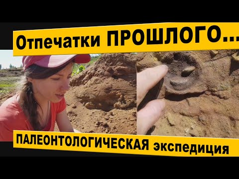 Video: Палеонтологдор сөөктөрдү жалайбы?