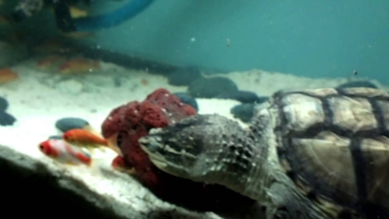 Common snapping turtle eats a lot of goldfish - YouTube