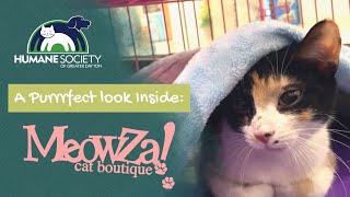 5,000+ Adoptions and Counting | Inside MeowZa Cat Boutique