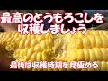 最高のタイミングを知って最高のとうもろこしを収穫する為に作った動画です。最高になれば幸いです。