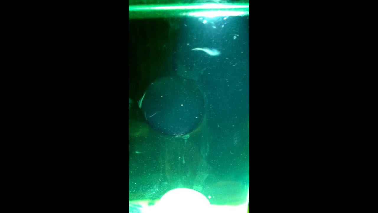 seamonkey videos seamonkey videos
