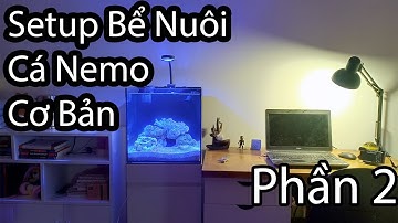 [ Part 2] Hướng Dẫn Set-Up Bể Nuôi Cá Nemo, Cá Biển Cơ Bản: Xếp Đá Layout Và Setup Thiết Bị Vào Bể