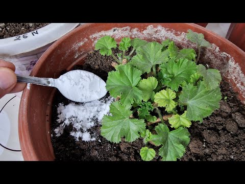 Video: Büyüyen Afrika Gardenyaları - Mitriostigma Gardenya Bitkilerinin Bakımı Nasıl Yapılır