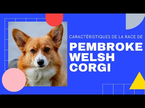 Vidéo: Race De Chien Pembroke Welsh Corgi Hypoallergénique, Santé Et Durée De Vie