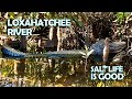 See Alligators &amp; Paddle the Loxahatchee River in Florida - Canoe from Jonathan Dickinson State Park