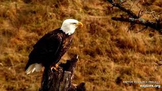 Decorah North Nest 11-8-20, Pheasant, eagle, gorgeous light