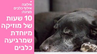 מוזיקה מרגיעה לכלבים - איך מרגיעים כלב? 10 שעות של מוזיקה מיוחדת שמפחיתה סטרס, חרדת נטישה, פחד screenshot 4