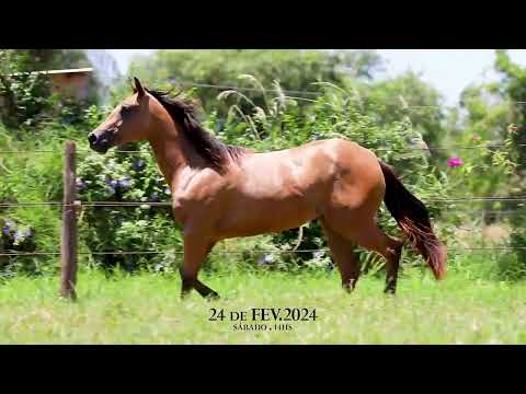 LOTE 34   HOLLYWOOD EASTER PDL