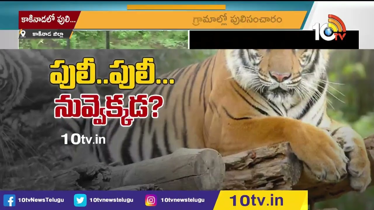 Hunt for tiger in Pothuluru suburb  Searching For Tiger In Potulur Village  10TV News