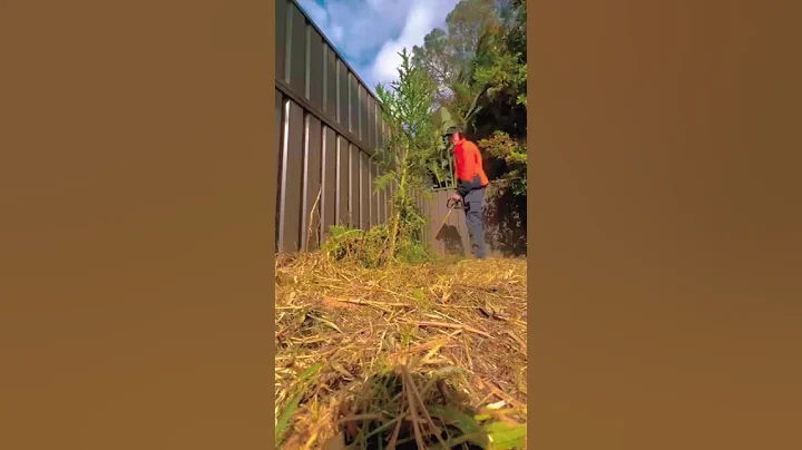World record weed Giant invasive plant removal