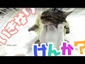 保護子猫と先住猫がいきなり喧嘩！！何度も何度も跳びかかって行く子猫のユキ