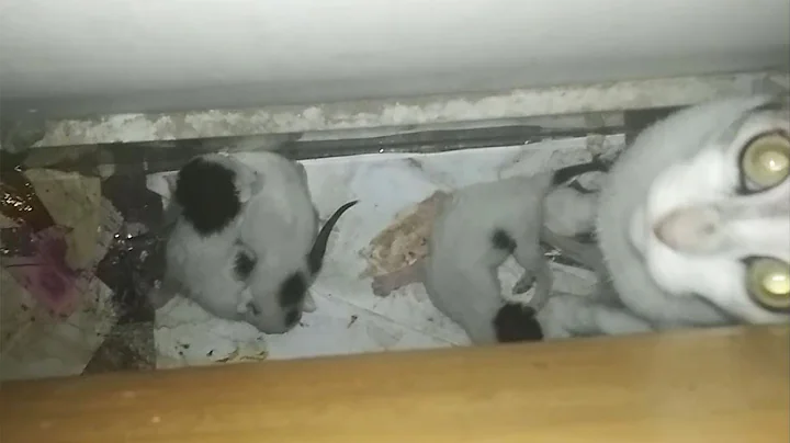 Watch the video about Rescuing the 3 day old Newborn kittens 😍 Baby Cats Meowing