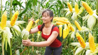 Harvesting Corn Goes to market sell, OFF GRID FARM - Farm life | Phương Daily Harvesting by Phuong Daily Harvesting 49,666 views 2 days ago 3 hours, 56 minutes