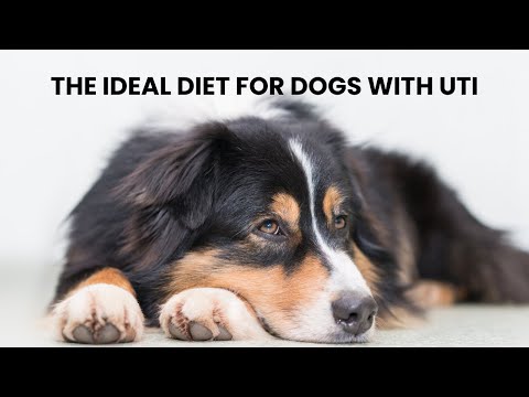 Video: Dry Dog Food til Urinary Tract Health