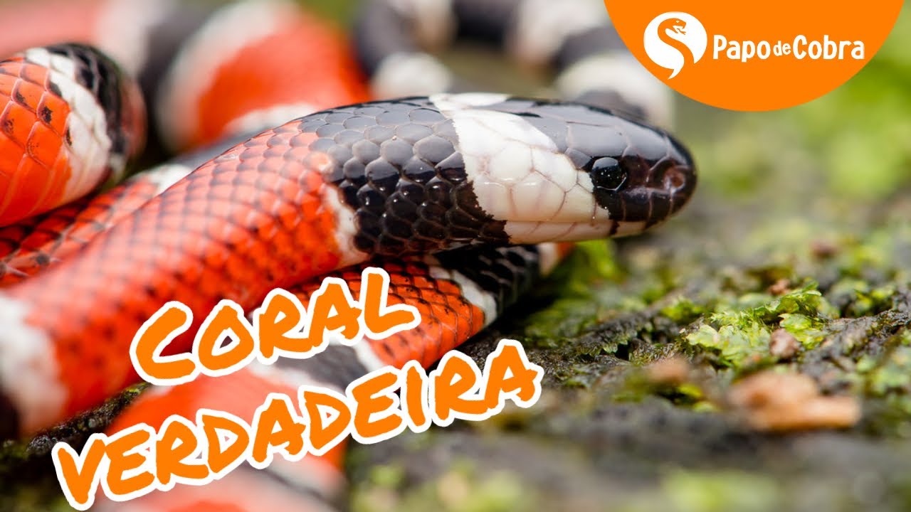 Cobra-coral verdadeira pode ser preta e branca; coloração varia entre as 45  espécies do Brasil, Terra da Gente