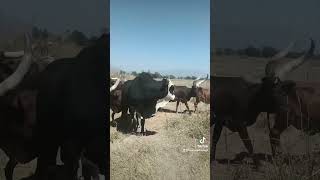 Limbu Luchagula Ona Shooo