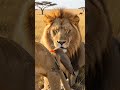 The Tiny Bird Cleaning a Lion's Mane #4khdr #africansafari #aivideo