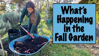 What's Happening In The Fall Garden