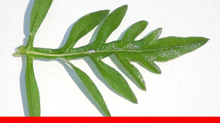 Pictures Of Noxious Weeds 🛋️