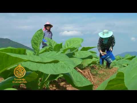 วีดีโอ: ทำความเข้าใจชื่อพืชเบอร์เกเนีย: เรียนรู้เกี่ยวกับพันธุ์เบอร์เจเนียต่างๆ