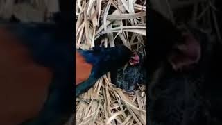 #viral kuasa Ilahi menjamin rezeki setiap makhluk hidup #short #shorts
