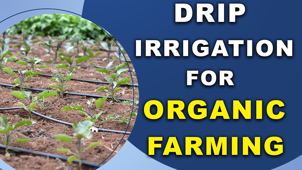 Drip Irrigation for Organic Farming tv YouTube