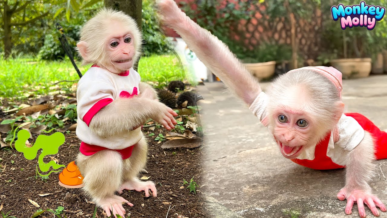 Full video Monkey Molly's difficult journey to the fields with her mother's husband