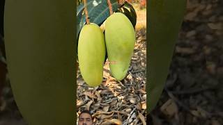 You won't believe how easy mango harvesting is #fruit #farming #shorts