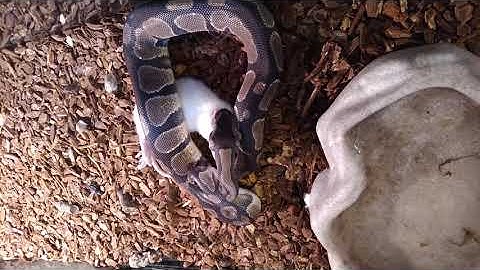 WARNING! Live rat feeding to my ball python